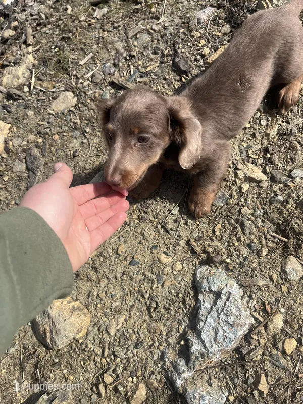 AKC Full Rights Dora – Miniature Dachshund puppy for sale in East Dover, VT
