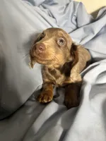 AKC Full Rights Dora, a female Miniature Dachshund for sale in East Dover, VT – Photo 4 of 4