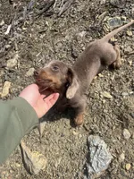 AKC Full Rights Dora, a female Miniature Dachshund for sale in East Dover, VT – Photo 2 of 4