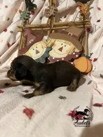 Hugo - Shade Cream Sable , a male Miniature Dachshund for sale in East Dover, VT – 4 of 10