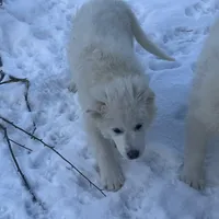 LGD, a  Great Pyrenees and Maremma Sheepdog for sale in East Dover, VT – Photo 4 of 8