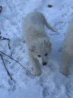 processed/9fec2067-ef82-477d-97ea-530127849496/listing/750f099d-83eb-4776-8958-625cdb19c304/11a95d13-3a79-44bb-b709-eaff505eeed4