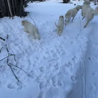 LGD, a  Great Pyrenees and Maremma Sheepdog for sale in East Dover, VT – Photo 6 of 8