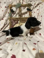 Sprite - Blk Piebald LH , a male Miniature Dachshund for sale in East Dover, VT – 9 of 10