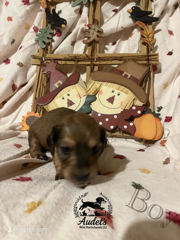 Boomer - Shade Cream  – Miniature Dachshund puppy for sale in East Dover, VT
