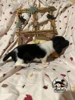 Sprite - Blk Piebald LH , a male Miniature Dachshund for sale in East Dover, VT – 4 of 10