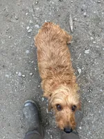 Bruno - Mini Wirehair , a male Dachshund for sale in East Dover, VT – 3 of 5
