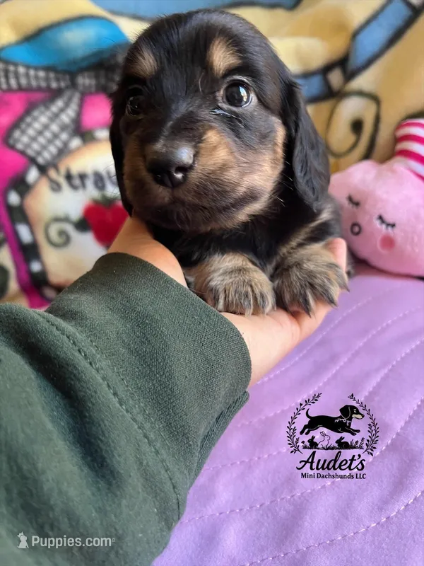 Murphy, a male Miniature Dachshund for sale in East Dover, VT – Photo 1 of 3