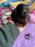 Murphy, a male Miniature Dachshund for sale in East Dover, VT – Photo 2 of 3
