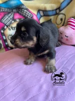 Murphy, a male Miniature Dachshund for sale in East Dover, VT – Photo 3 of 3