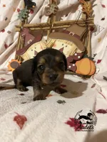 Hugo - Shade Cream Sable , a male Miniature Dachshund for sale in East Dover, VT – 2 of 10