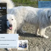 LGD, a female Great Pyrenees and Maremma Sheepdog for sale in East Dover, VT – Photo 4 of 5