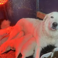 LGD, a female Great Pyrenees and Maremma Sheepdog for sale in East Dover, VT – Photo 2 of 5