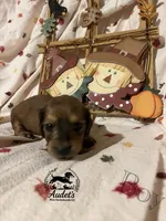 Boomer - Shade Cream , a male Miniature Dachshund for sale in East Dover, VT – 2 of 10