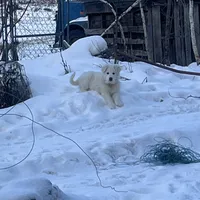 Harley, a  Great Pyrenees and Maremma Sheepdog for sale in East Dover, VT – Photo 4 of 8