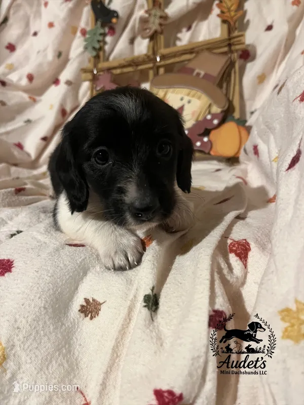 Sprite - Blk Piebald LH  – Miniature Dachshund puppy for sale in East Dover, VT