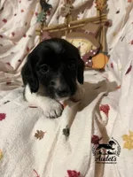 Sprite - Blk Piebald LH , a male Miniature Dachshund for sale in East Dover, VT – 1 of 10