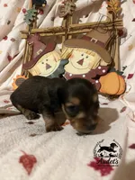 Hugo - Shade Cream Sable , a male Miniature Dachshund for sale in East Dover, VT – 3 of 10