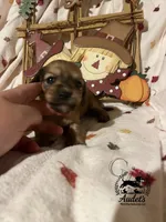 Rosie - Shade Cream , a female Miniature Dachshund for sale in East Dover, VT – 4 of 10