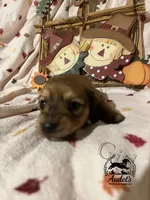 Rosie - Shade Cream , a female Miniature Dachshund for sale in East Dover, VT – 5 of 10