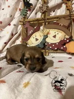 Rosie - Shade Cream , a female Miniature Dachshund for sale in East Dover, VT – 2 of 10