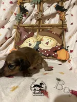Boomer - Shade Cream , a male Miniature Dachshund for sale in East Dover, VT – 9 of 10