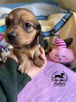 Laney - cream , a female Miniature Dachshund for sale in East Dover, VT – Photo 3 of 3
