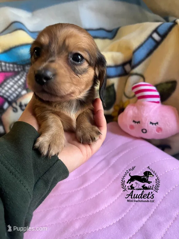 Laney - cream  – Miniature Dachshund puppy for sale in East Dover, VT