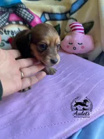 Laney - cream , a female Miniature Dachshund for sale in East Dover, VT – Photo 2 of 3