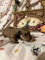 Rosie - Shade Cream , a female Miniature Dachshund for sale in East Dover, VT – 6 of 10