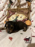 Hugo - Shade Cream Sable , a male Miniature Dachshund for sale in East Dover, VT – 9 of 10
