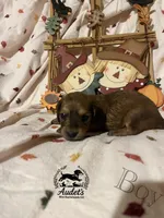 Boomer - Shade Cream , a male Miniature Dachshund for sale in East Dover, VT – 10 of 10