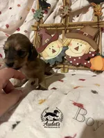 Boomer - Shade Cream , a male Miniature Dachshund for sale in East Dover, VT – 4 of 10