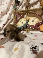 Rosie - Shade Cream , a female Miniature Dachshund for sale in East Dover, VT – 7 of 10