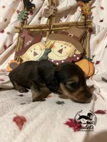 Hugo - Shade Cream Sable , a male Miniature Dachshund for sale in East Dover, VT – 7 of 10