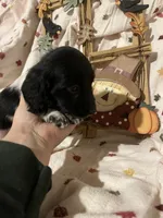 Sprite - Blk Piebald LH , a male Miniature Dachshund for sale in East Dover, VT – 10 of 10