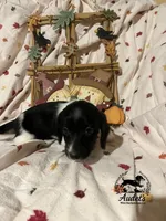 Sprite - Blk Piebald LH , a male Miniature Dachshund for sale in East Dover, VT – 2 of 10