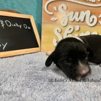 Cody, a male Miniature Dachshund for sale in East Dover, VT – Photo 6 of 10