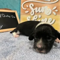 Cody, a male Miniature Dachshund for sale in East Dover, VT – Photo 2 of 10