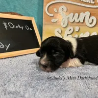 Cody, a male Miniature Dachshund for sale in East Dover, VT – Photo 5 of 10