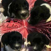 Cody, a male Miniature Dachshund for sale in East Dover, VT – Photo 10 of 10