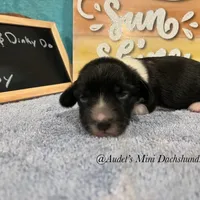 Cody, a male Miniature Dachshund for sale in East Dover, VT – Photo 8 of 10