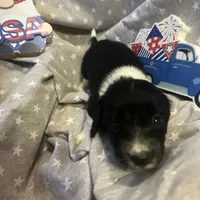 Cody, a male Miniature Dachshund for sale in East Dover, VT – Photo 9 of 10