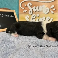 Cody, a male Miniature Dachshund for sale in East Dover, VT – Photo 4 of 10