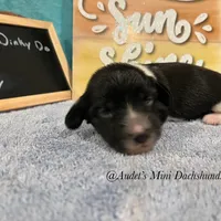Cody, a male Miniature Dachshund for sale in East Dover, VT – Photo 7 of 10
