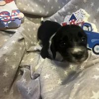 Cody, a male Miniature Dachshund for sale in East Dover, VT – Photo 1 of 10