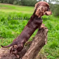 Penny, a female Miniature Dachshund for sale in East Dover, VT – Photo 1 of 2
