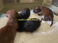 Penny, a female Miniature Dachshund for sale in East Dover, VT – Photo 2 of 2