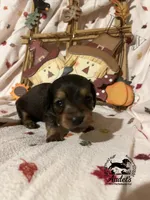 Hugo - Shade Cream Sable , a male Miniature Dachshund for sale in East Dover, VT – 6 of 10