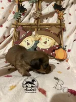 Boomer - Shade Cream , a male Miniature Dachshund for sale in East Dover, VT – 8 of 10